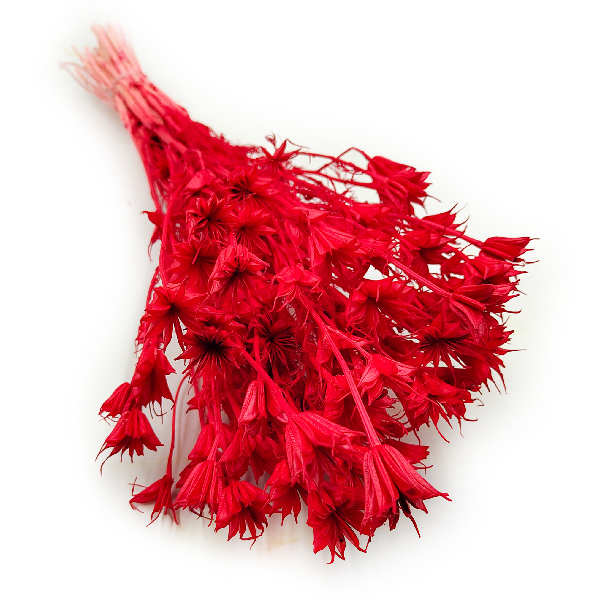 Nigelle Orientale Séchée – (Nigella Orientalis) – Rouge