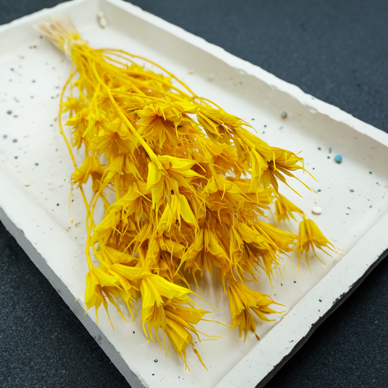 Nigella Orientalis czarnuszka orientalna zółta 4.png