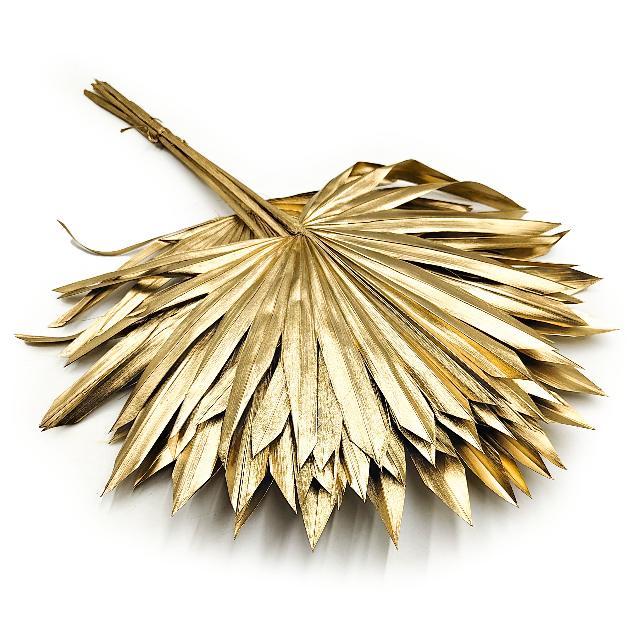 Palmier éventail séché – Palm Sun Doré