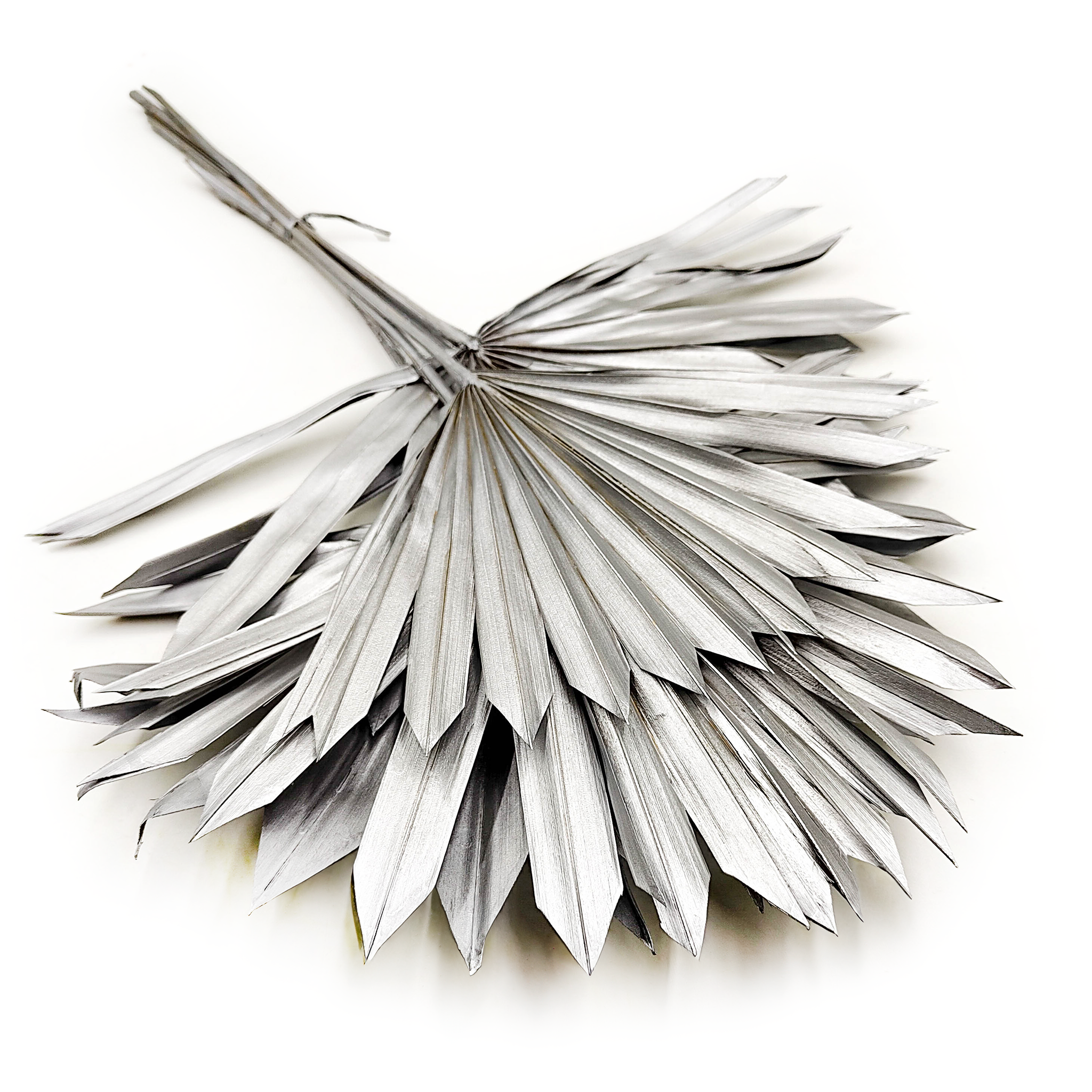 Palmier éventail séché – Palm Sun Argenté