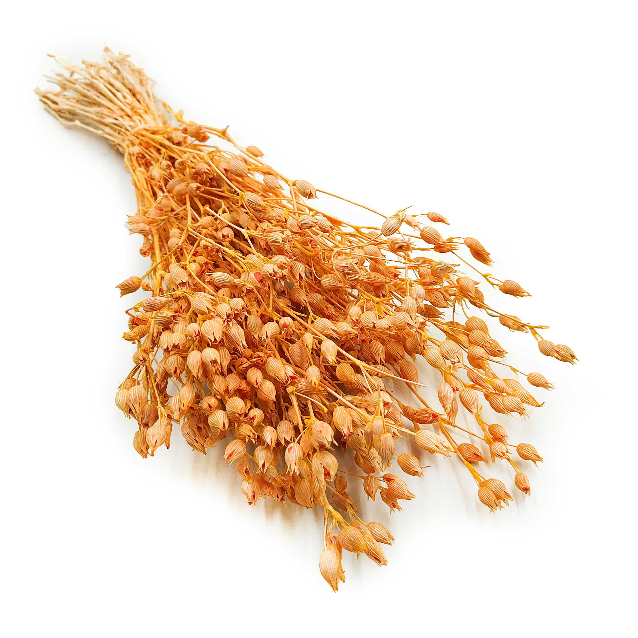 Silène enflé – (Silene) – Pêche