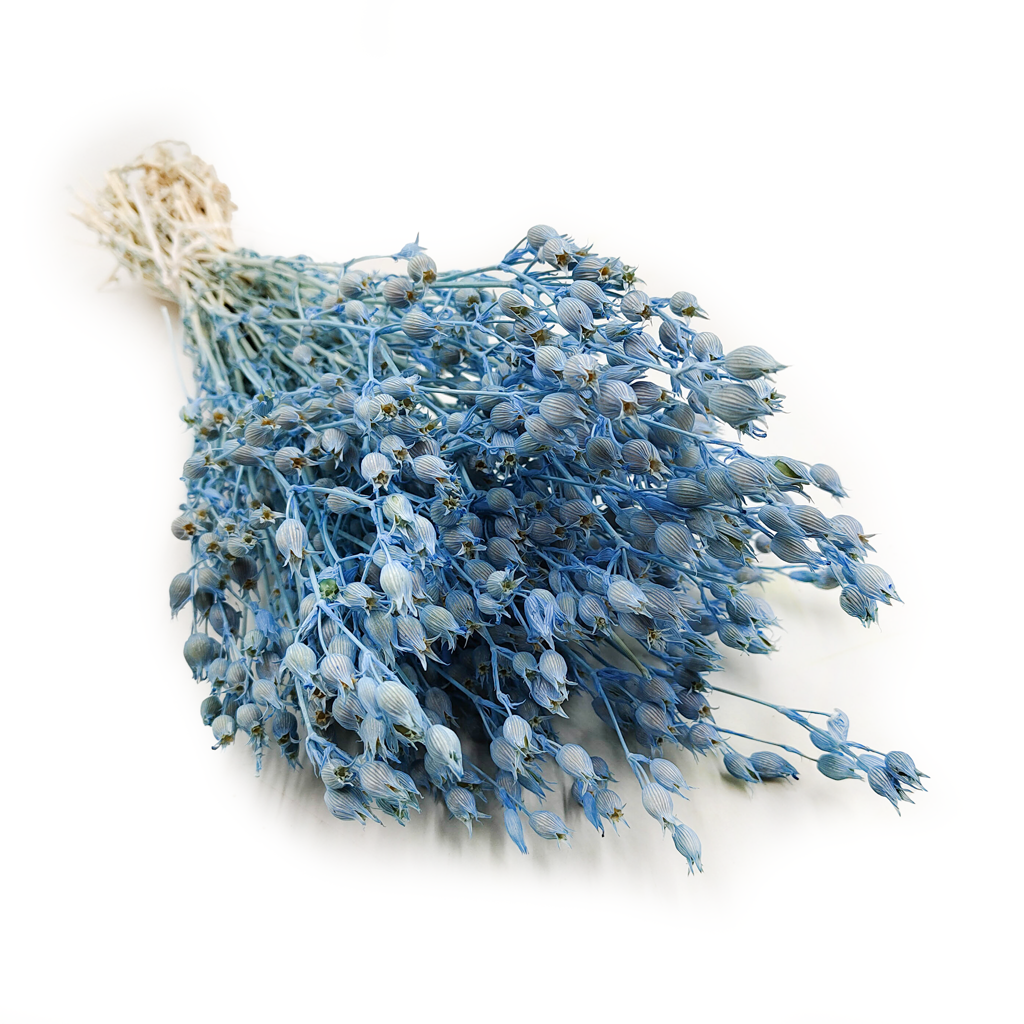 Silène séché – (Silene) – Bleu clair