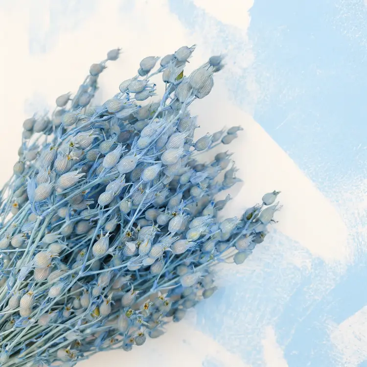 Silene lepnica rozdęta suszone niebieskie.png