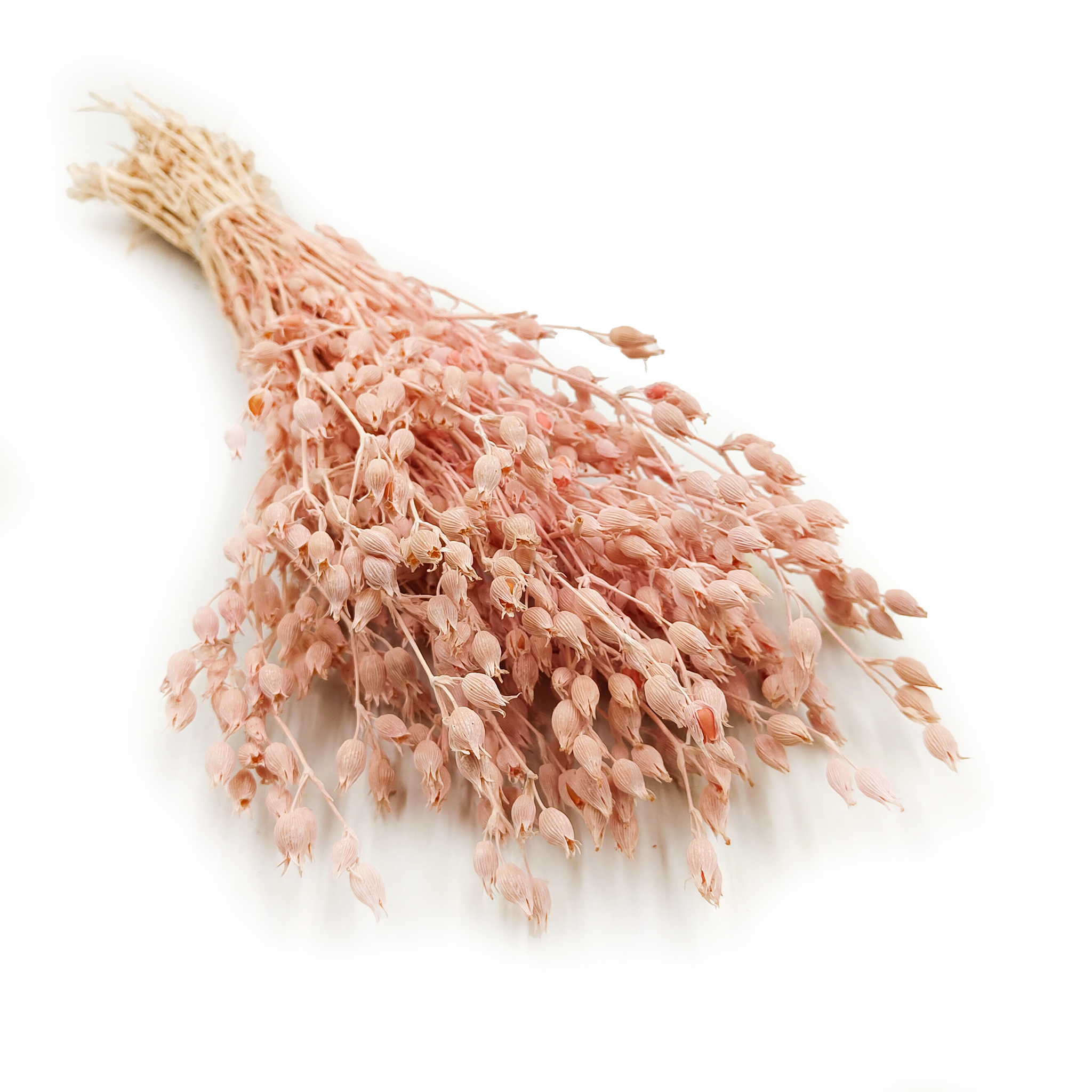 Silène enflé – (Silene) – Rose