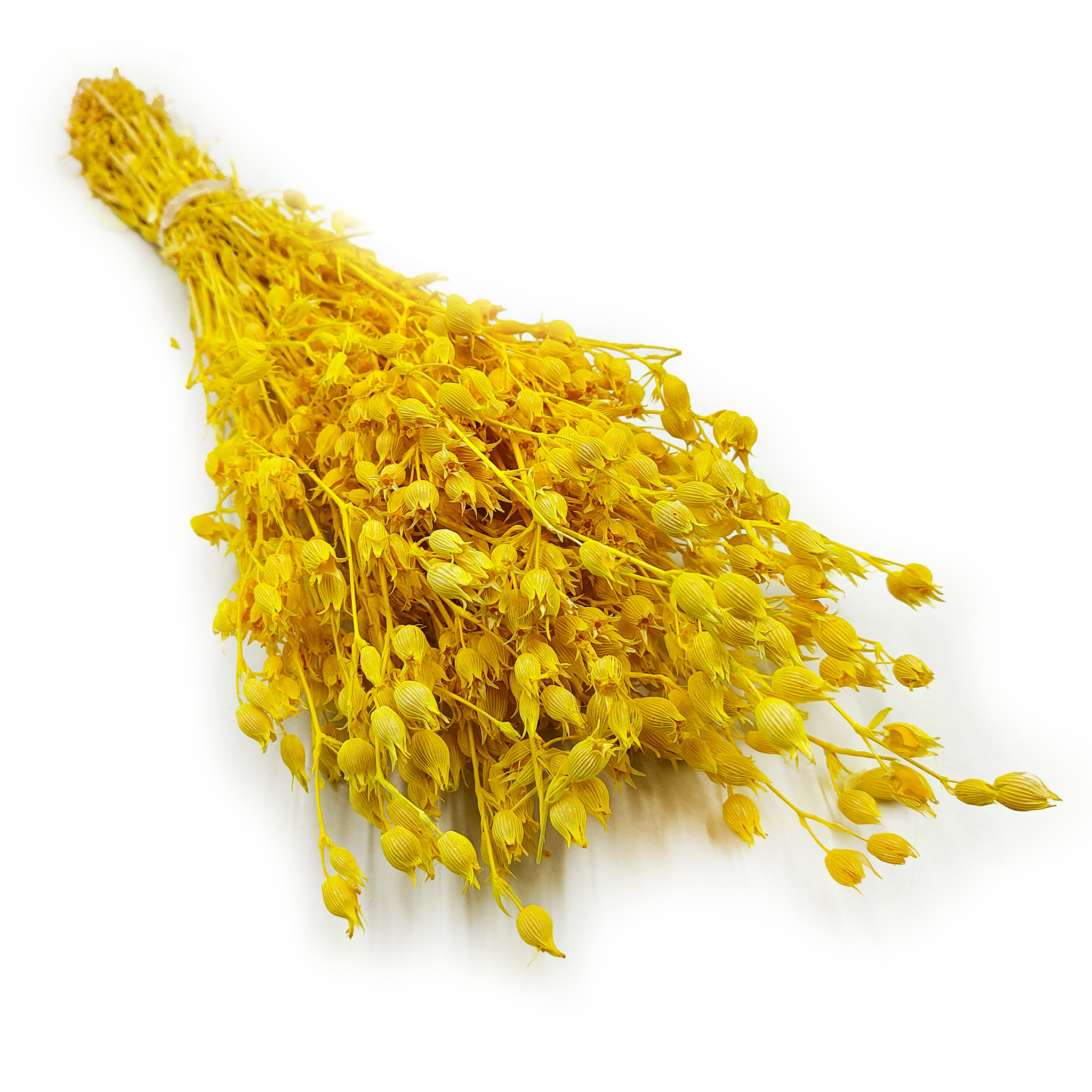 Silène enflé – (Silene) – Jaune