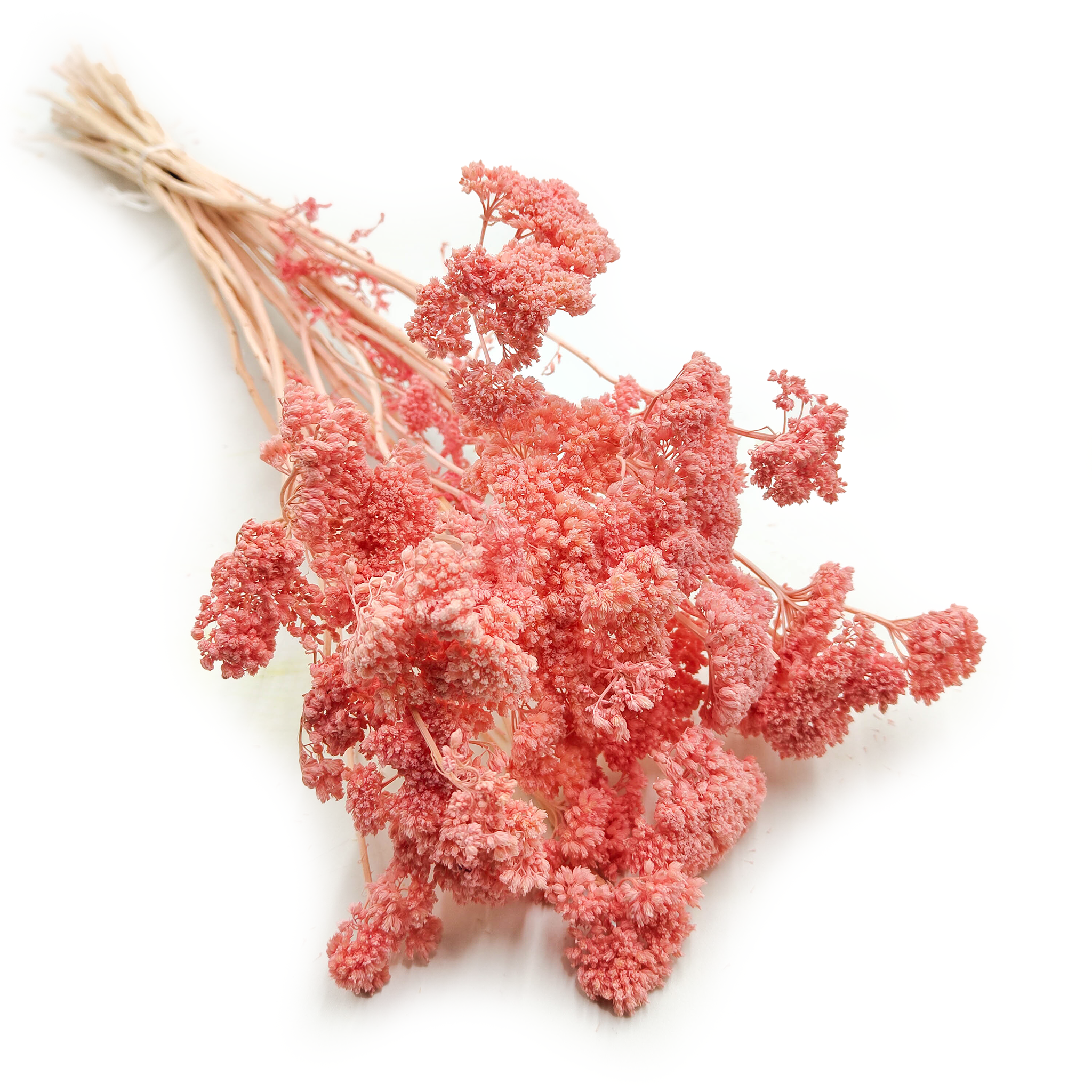 Achillée Séchée – (Achillea) – Rose