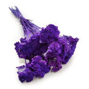 Suszona Achillea Krwawnik Fioletowy okl.png