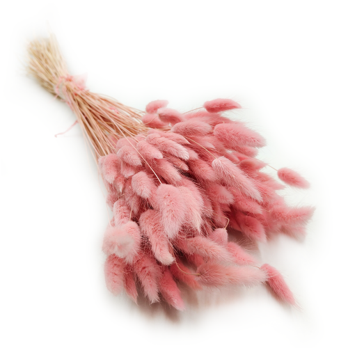 Lagurus ROZOWY suszony bunny tail pearl pink okl3.png