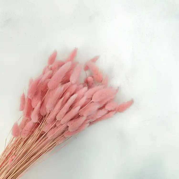 Lagurus ROZOWY suszony bunny tail pearl pink okl2.png