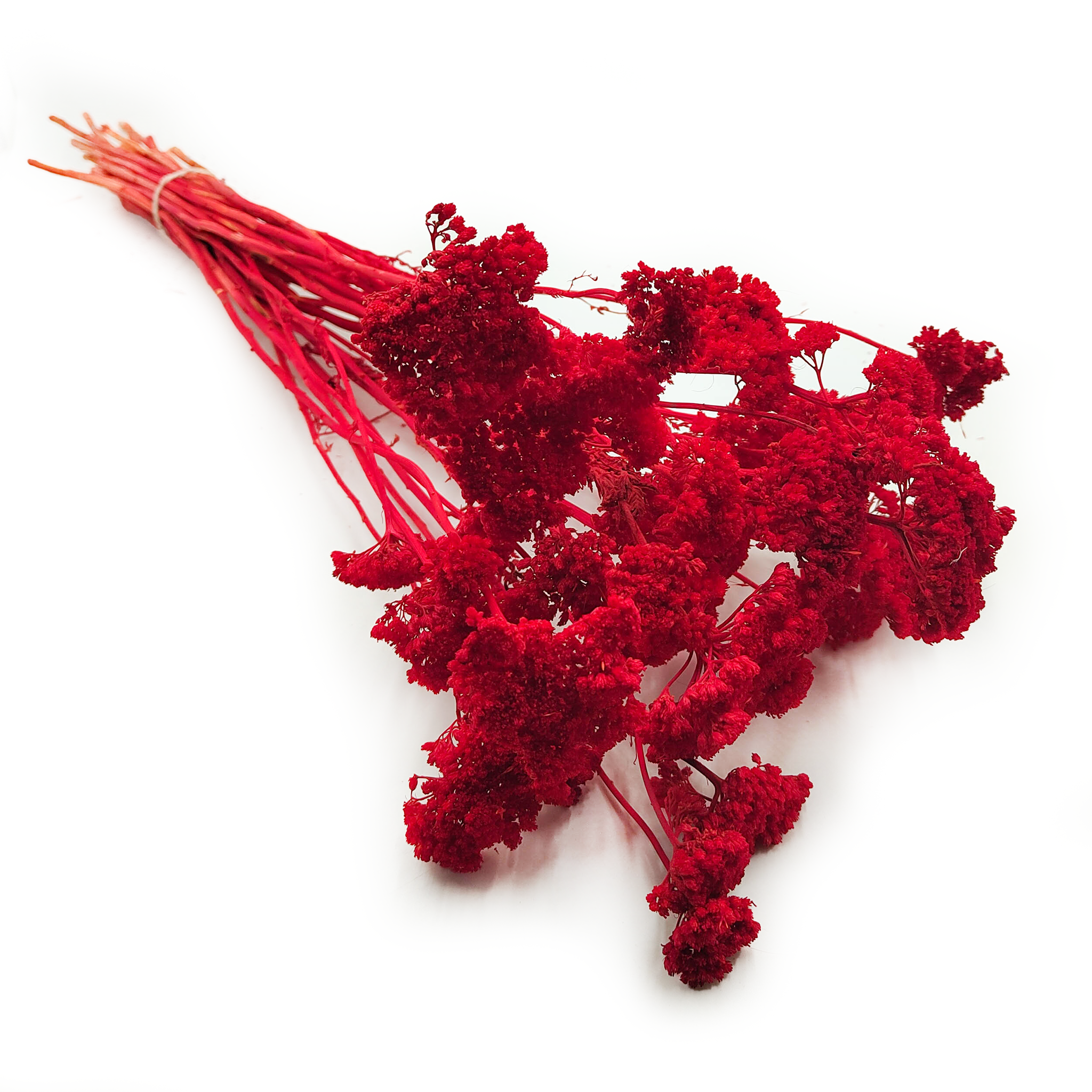 Achillée Séchée – (Achillea) – Rouge