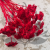 krwawnik czerwony Achillea suszona2.png