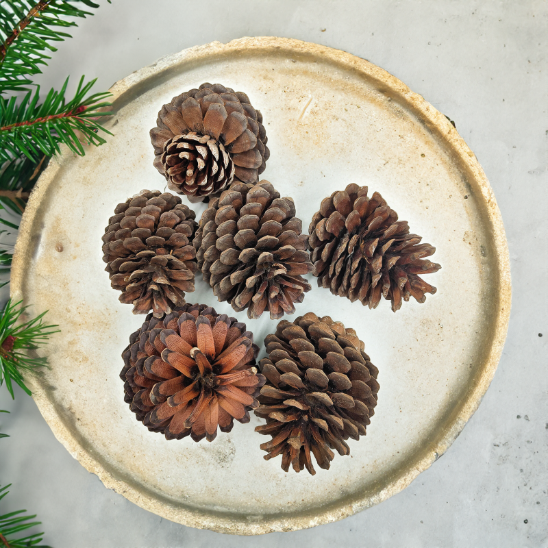 Szyszka Maritima 3.png