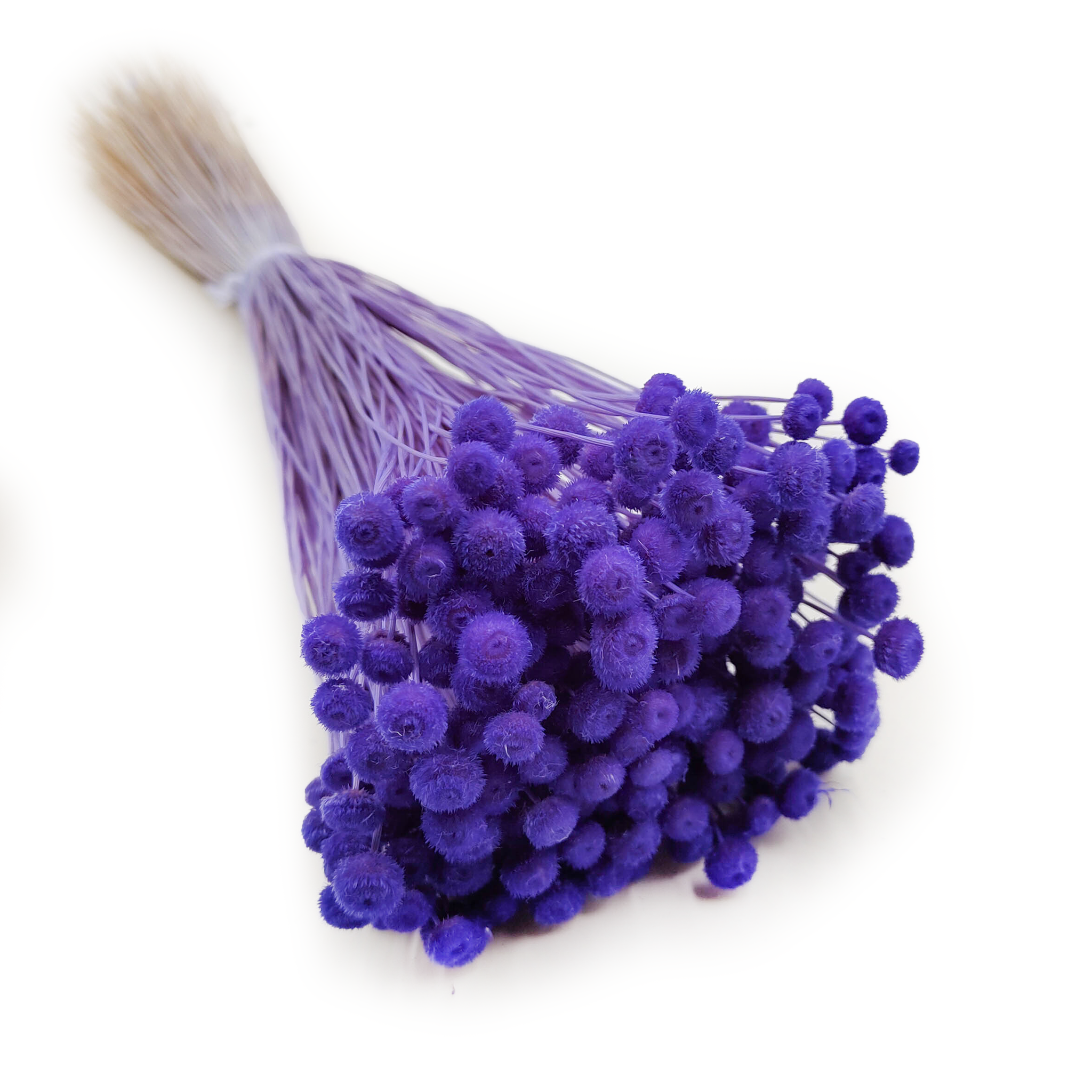 Botao Amarelino (Amarelinho) – Lavande Profond