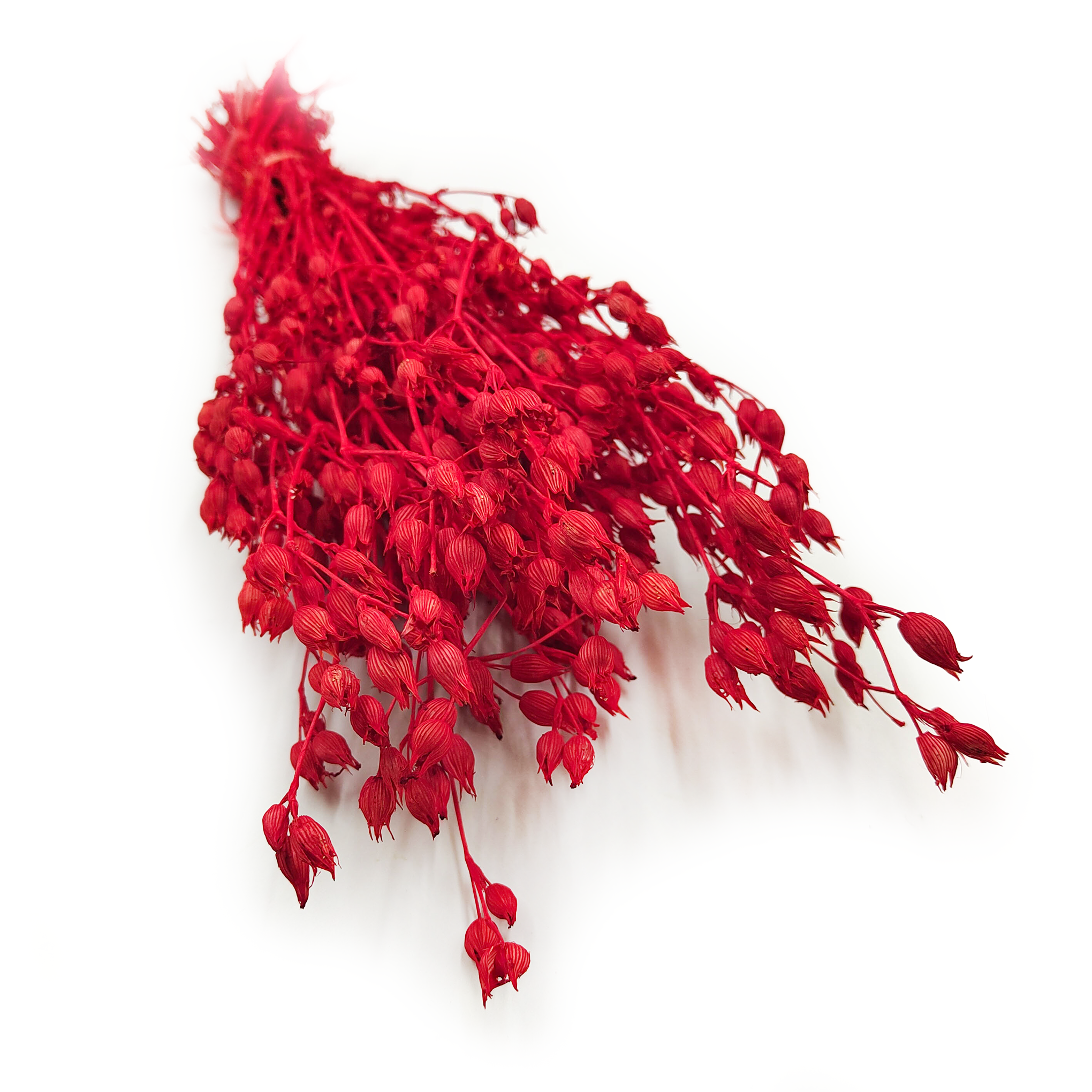 Silène enflé – (Silene) – Rouge