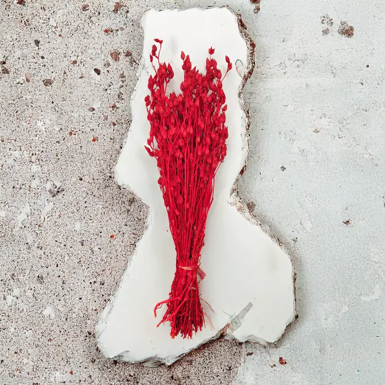 Silene suszone czerwone lepnica rozdęta zbl2.png