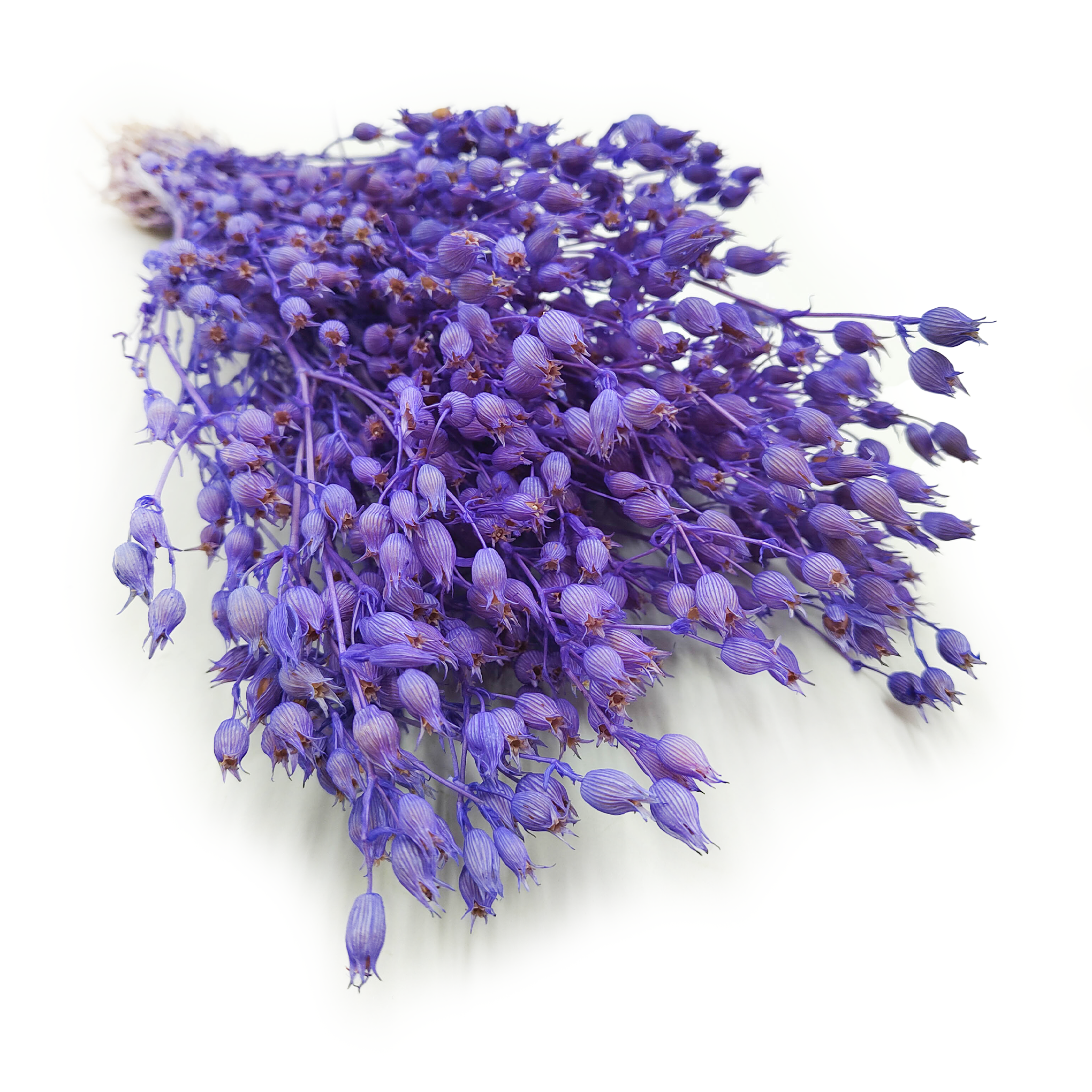 Silène enflé – (Silene) – Lavande