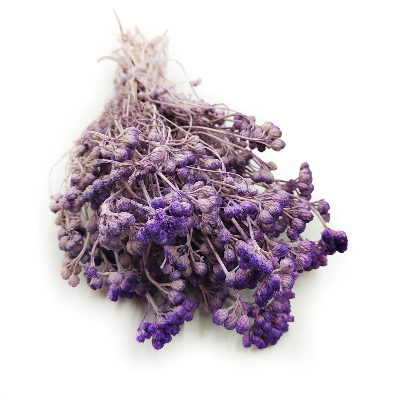 Lonas Lilac suszony kwiat okl.png