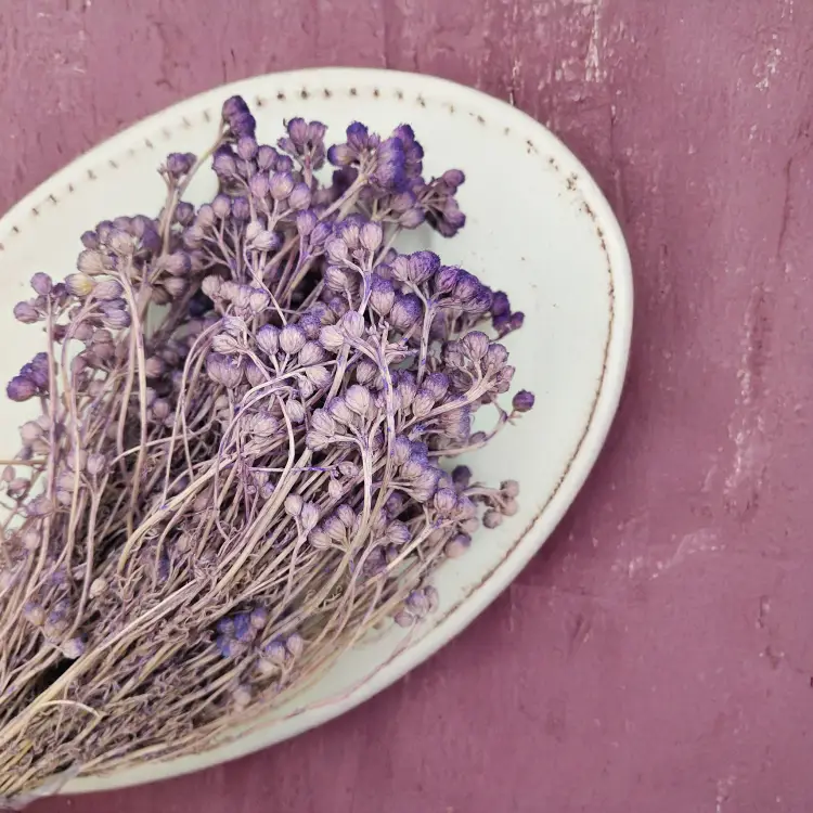 Lonas Lilac suszony kwiat2.png