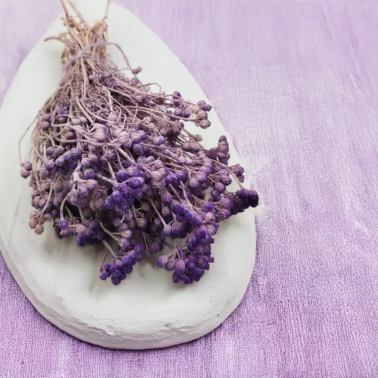 Lonas Lilac suszony kwiat3.png