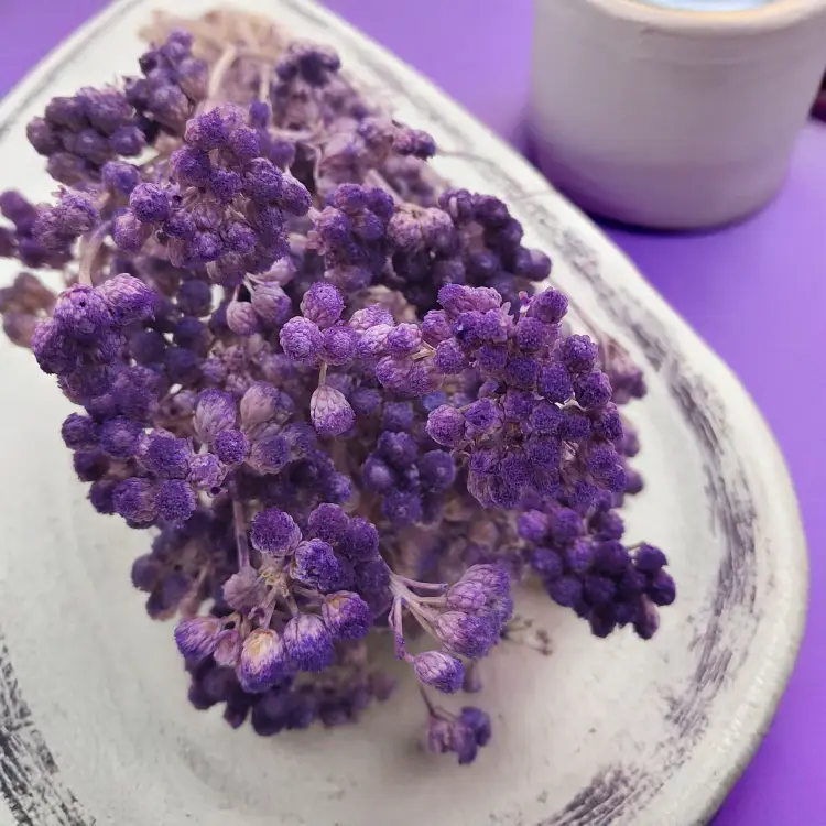 Lonas Lilac suszony kwiat4.png