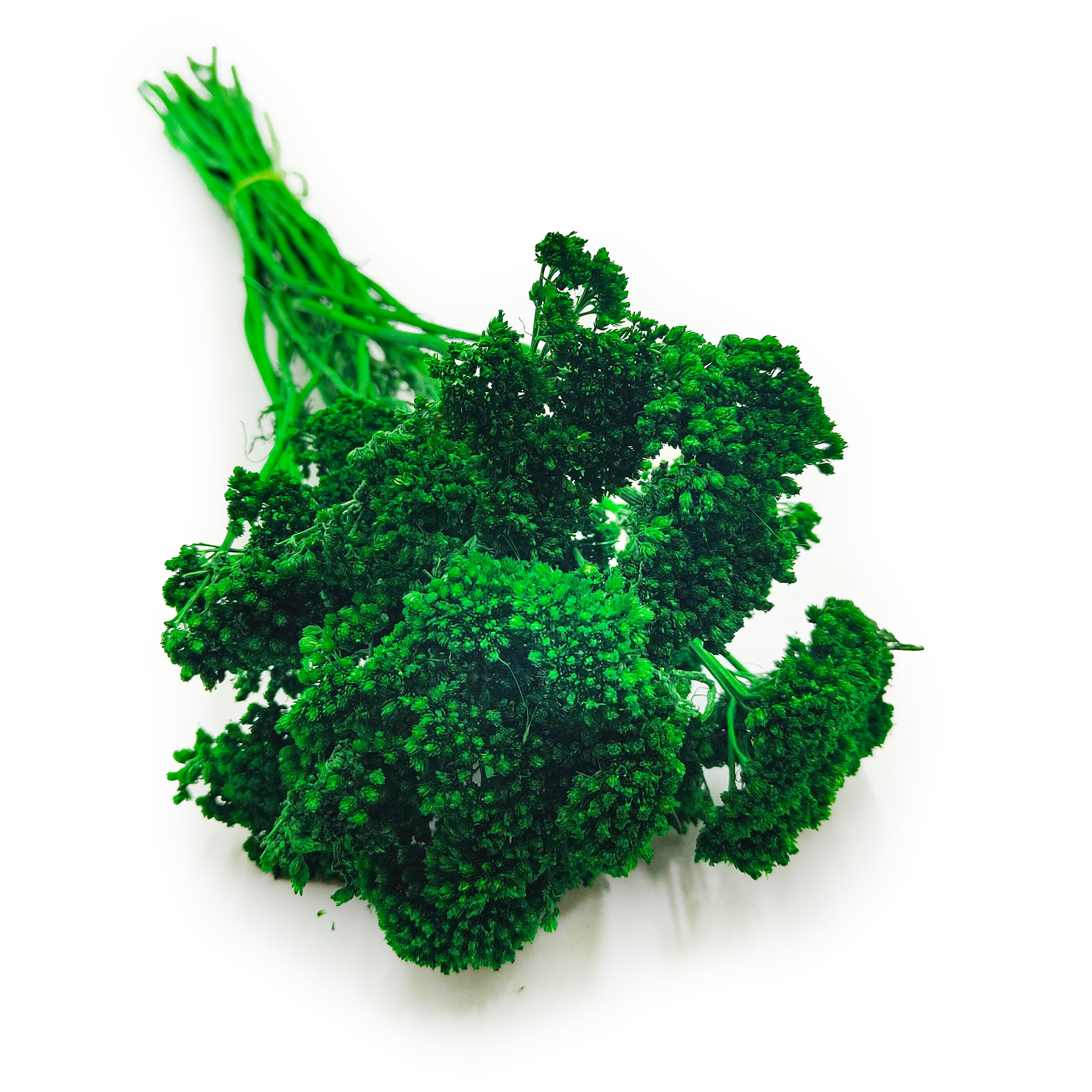 Achillée Séchée – (Achillea) – Vert