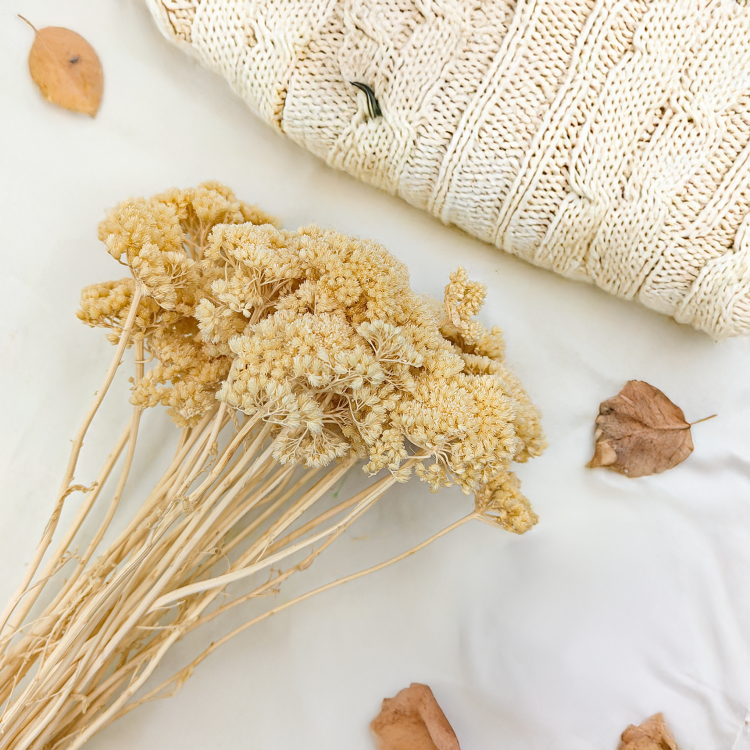 Krwawnik achillea suszony bielony zb2.png