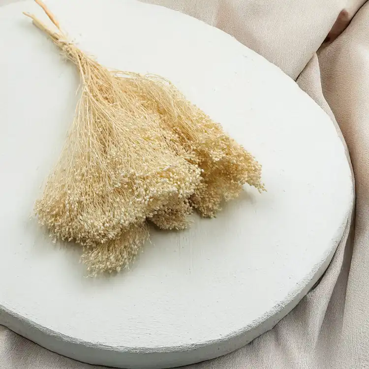 Broom Bloom Bielone zbl4.png