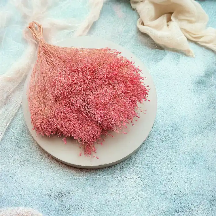 Broom Bloom Rozowe zbl3.png