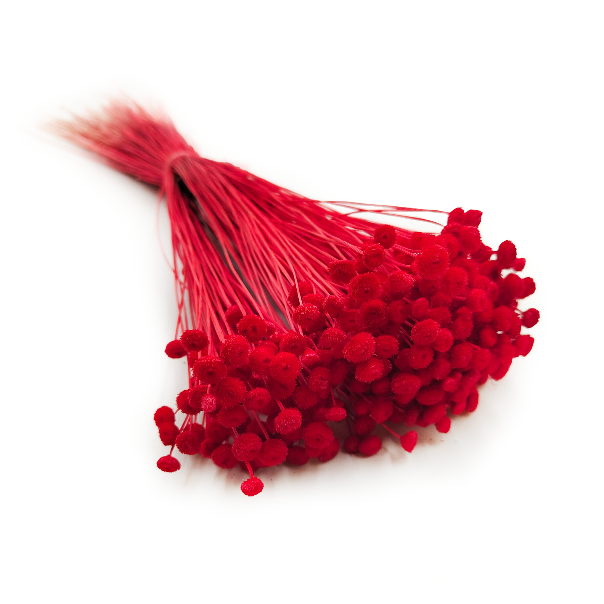 Botao Amarelino – (Amarelinho) – Rouge