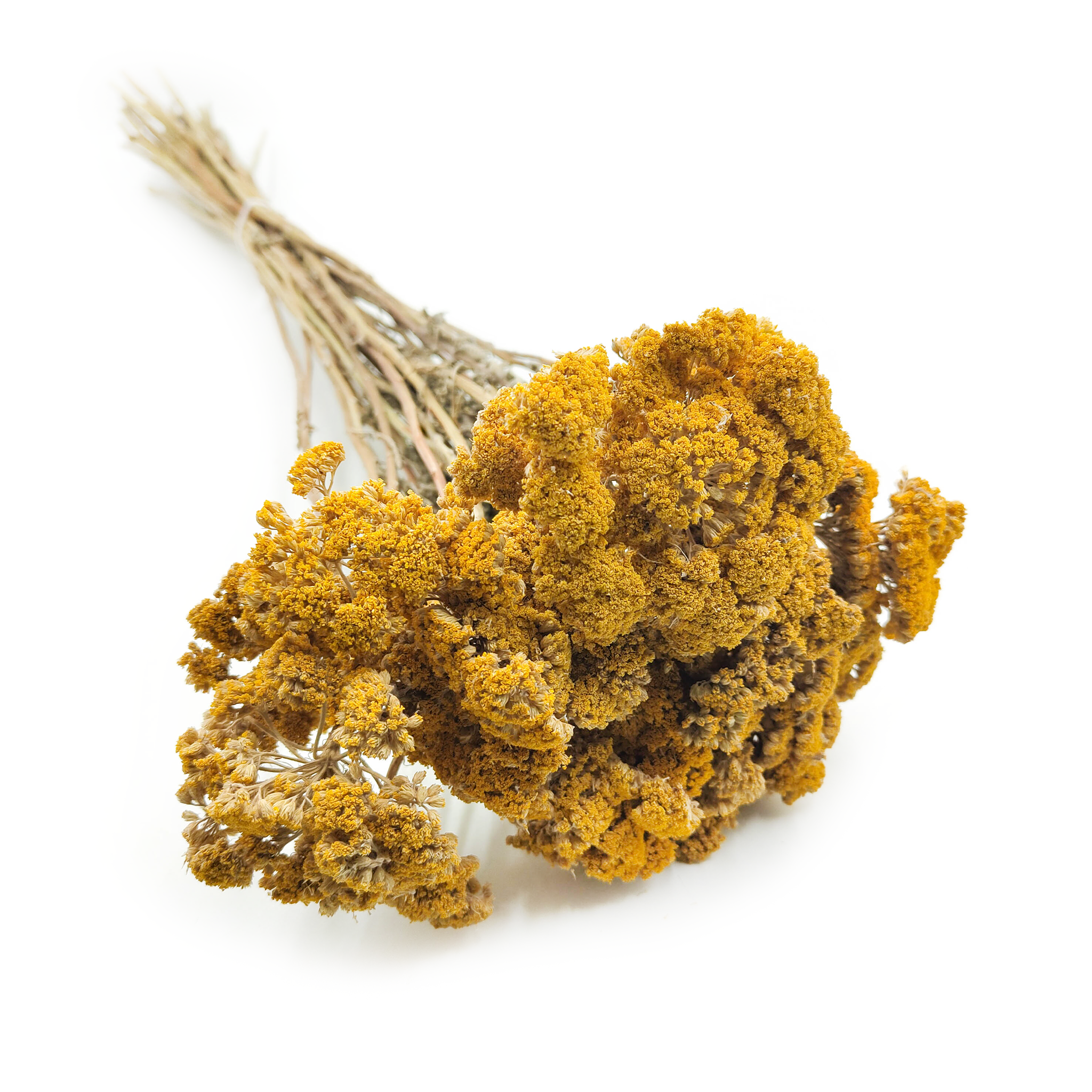 Achillée Séchée – (Achillea millefolium) – Jaune