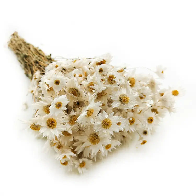 Acroclinium białe suchołuska rhodanthe3.png