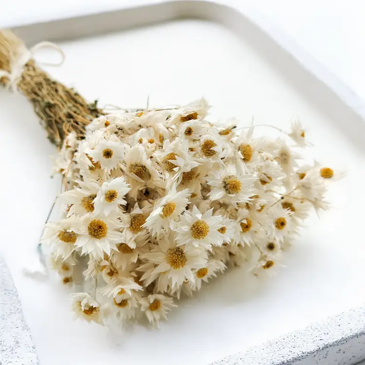 Acroclinium białe suchołuska rhodanthe2.png