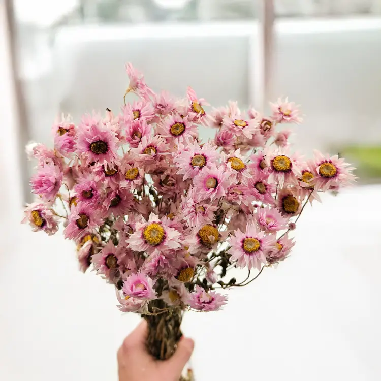 Rhodanthe różowe acroclinium, suchołuska2.png