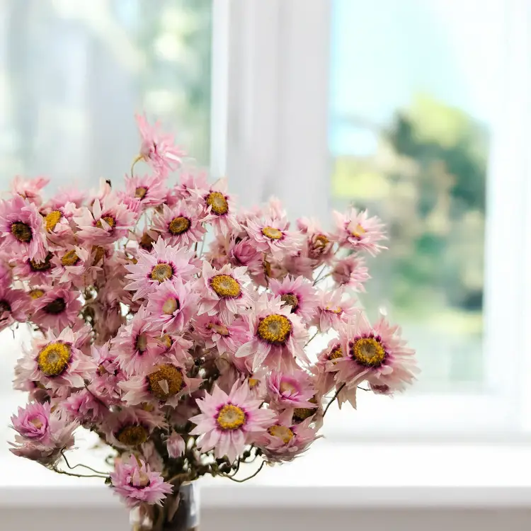 Rhodanthe różowe acroclinium, suchołuska3.png