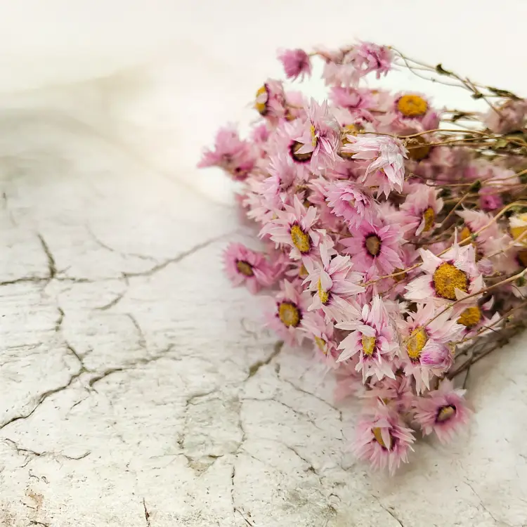 Rhodanthe różowe acroclinium, suchołuska5.png