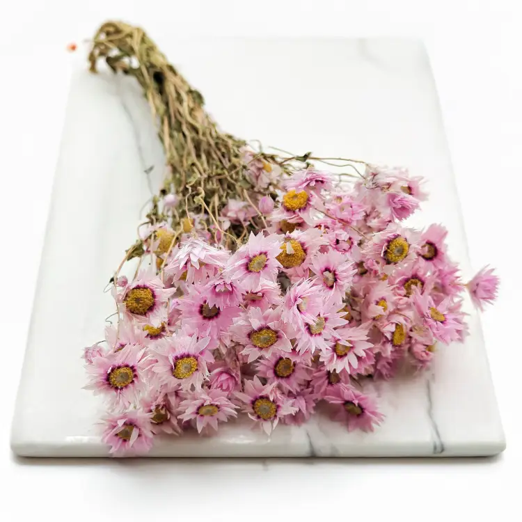 Rhodanthe różowe acroclinium, suchołuska6.png