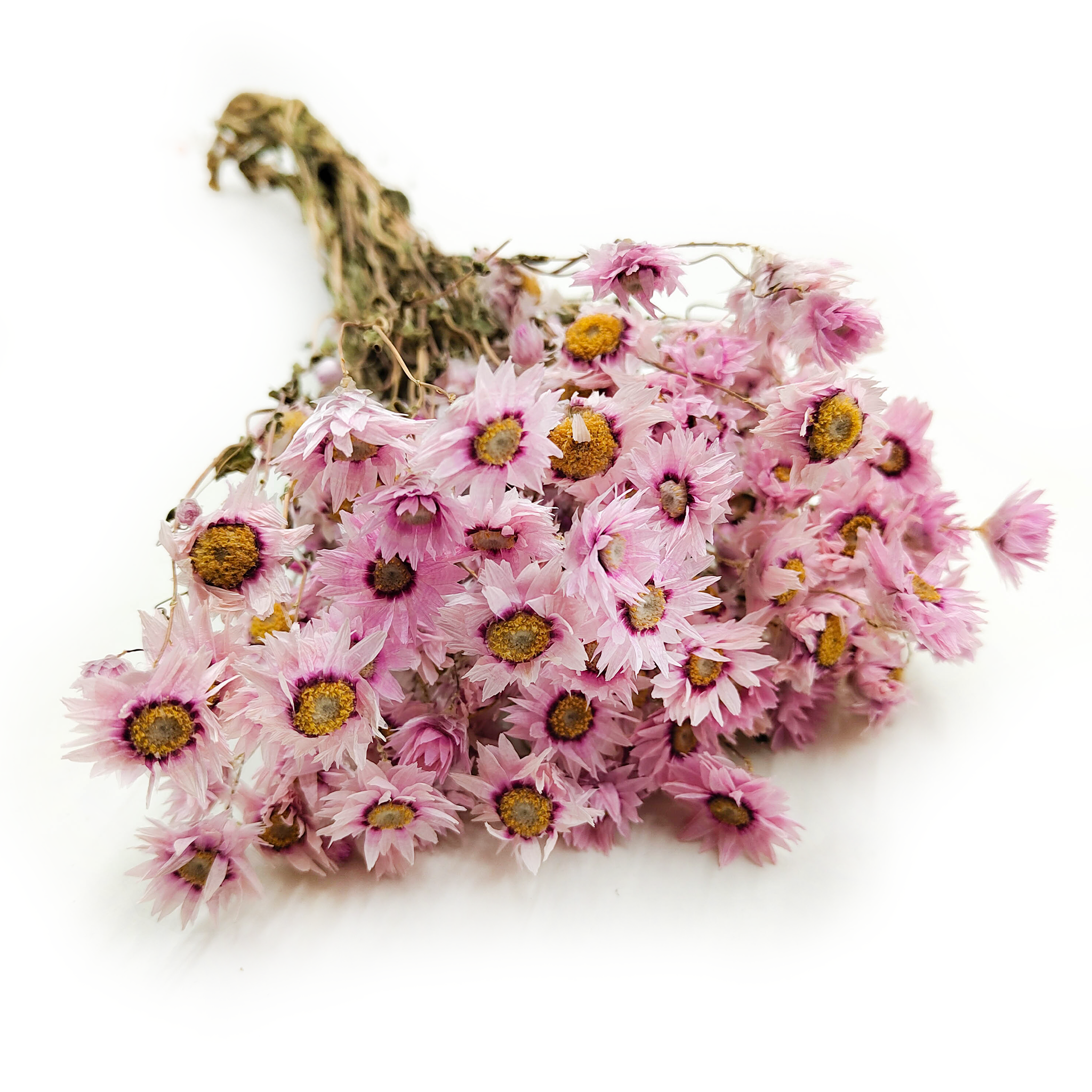 Rhodanthe Séchée – (Rhodanthe manglesii) – Rose