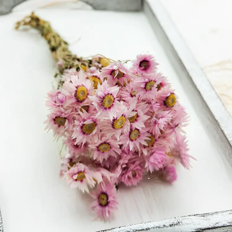 Rhodanthe różowe acroclinium, suchołuska8.png