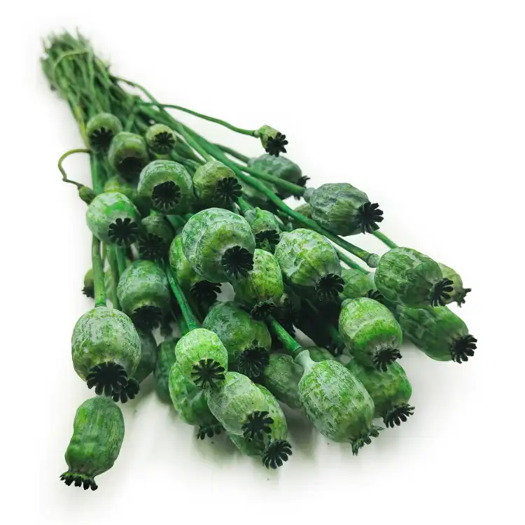 4Papaver3.png