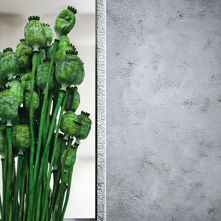Papaver.png
