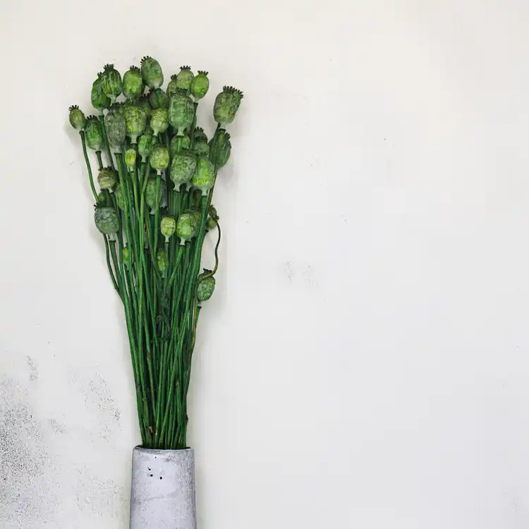 Papaver1.png