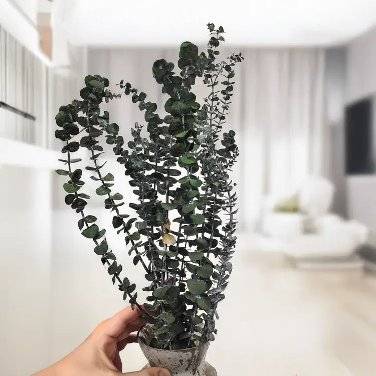 Eukaliptus baby6.png