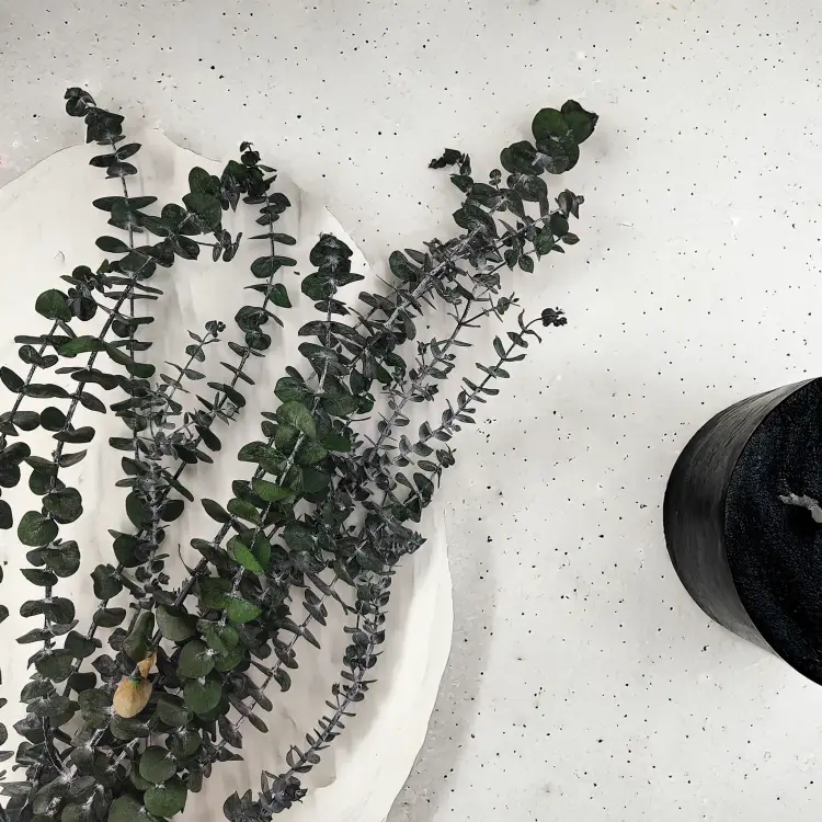 Eukaliptus baby1.png