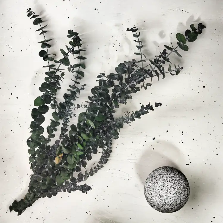 Eukaliptus baby3.png