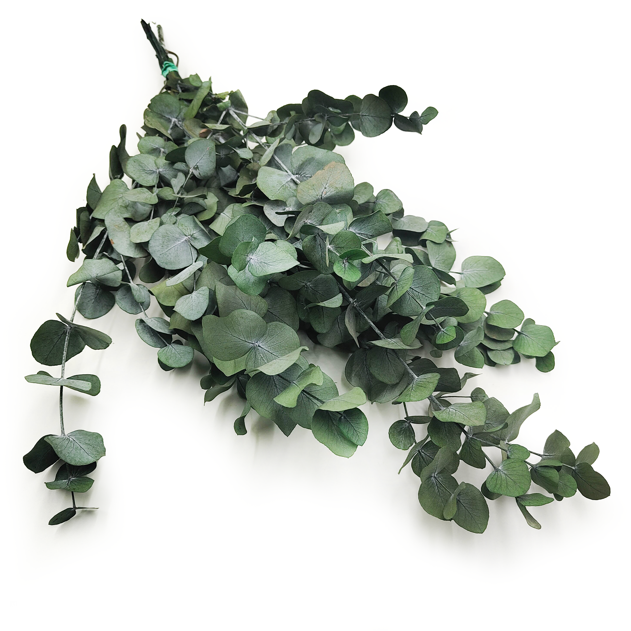 Eucalyptus stabilisé – Espiral – Vert