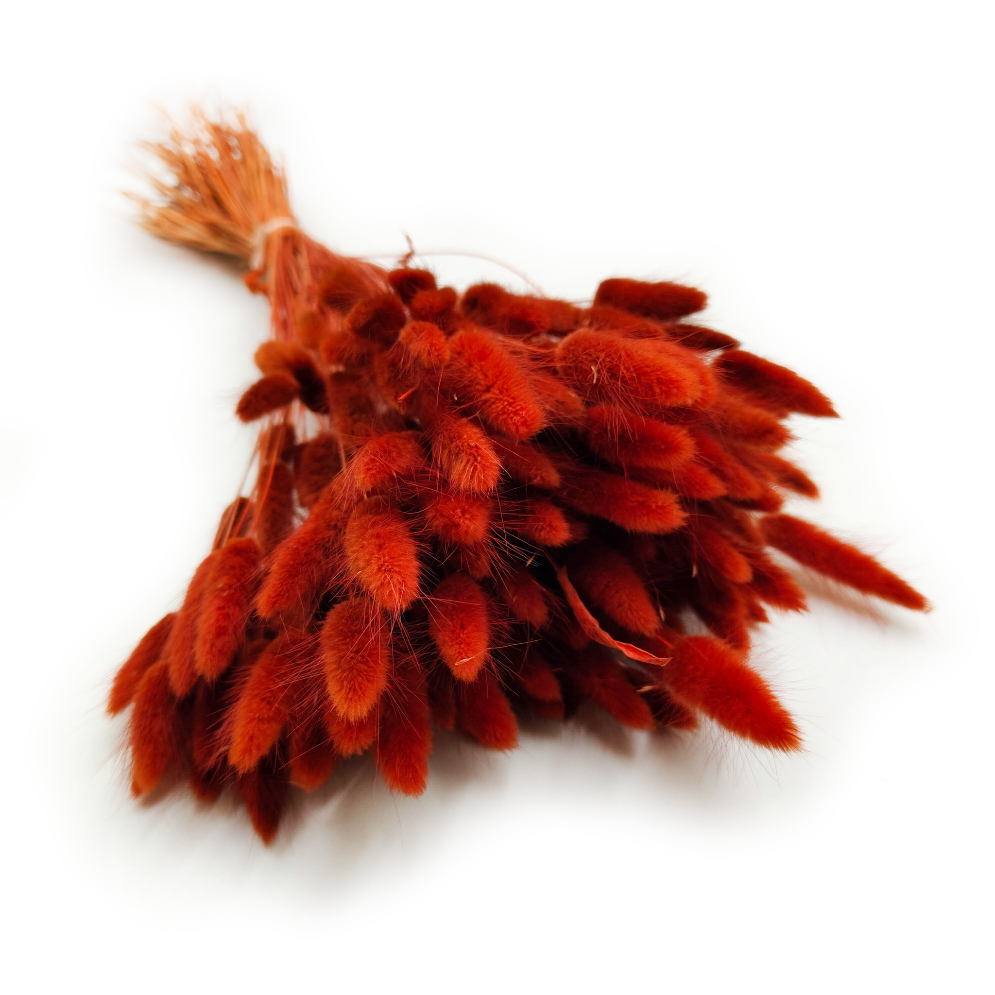 Lagurus séchée – Queue-de-lièvre – Brun