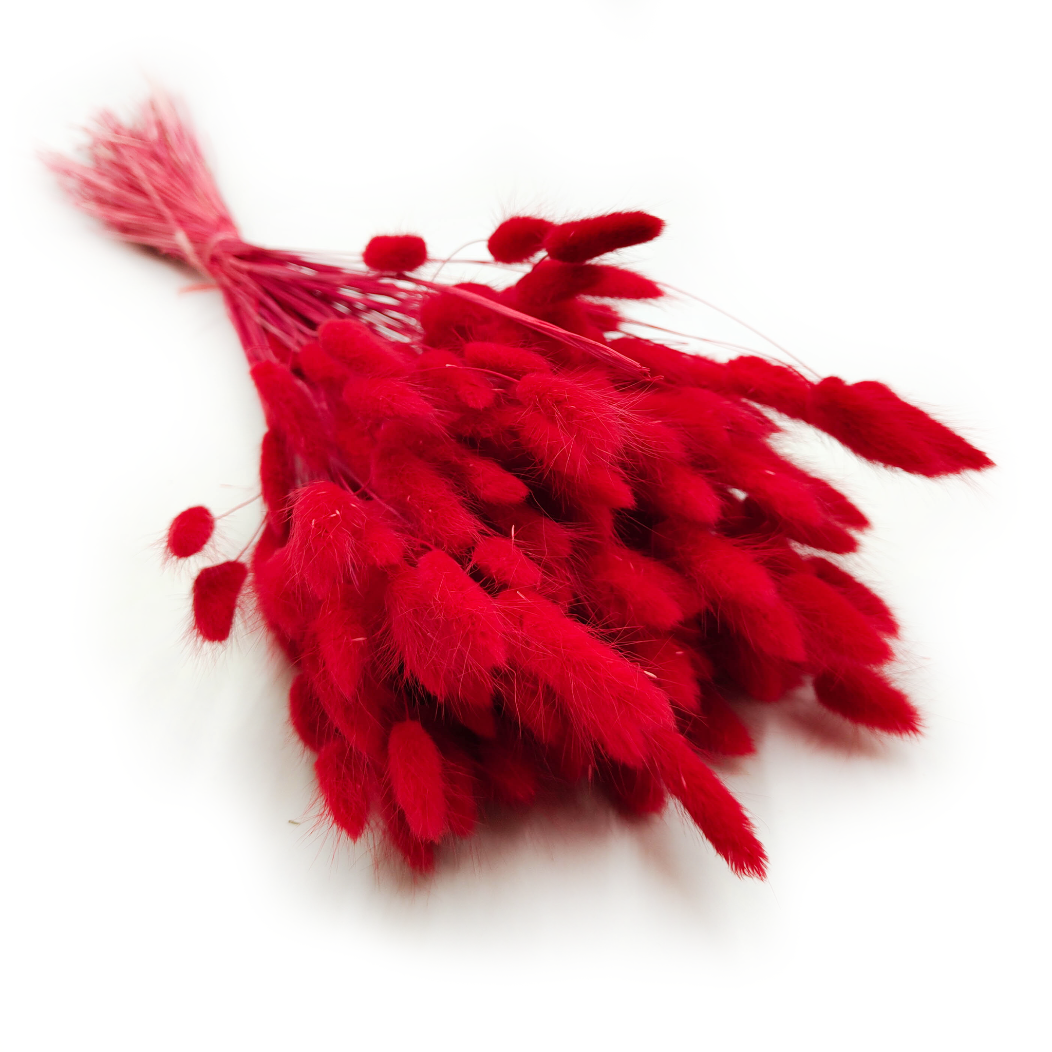 Lagurus séchée – Queue-de-lièvre – Rouge