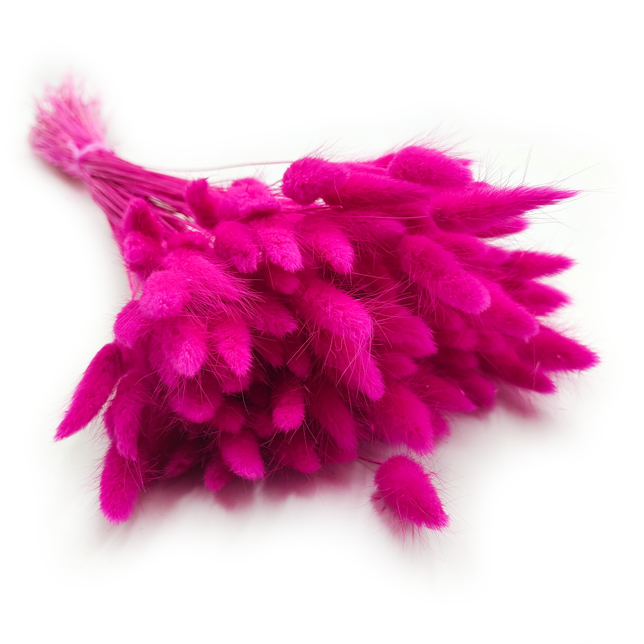 Lagurus séchée – Queue-de-lièvre – Fuchsia