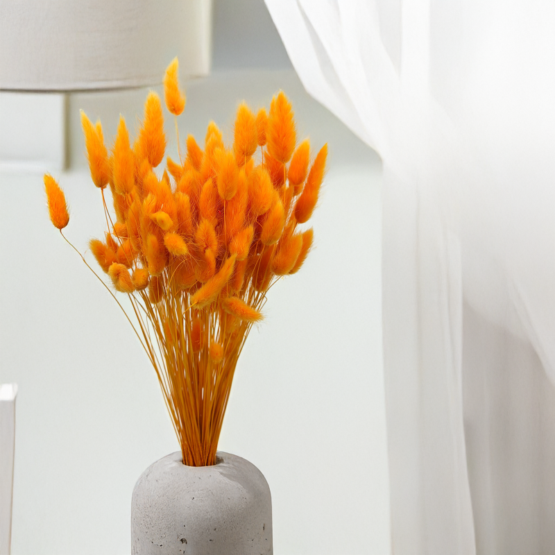 Lagurus Suszony dmuszek jajowaty Imbirowy.png