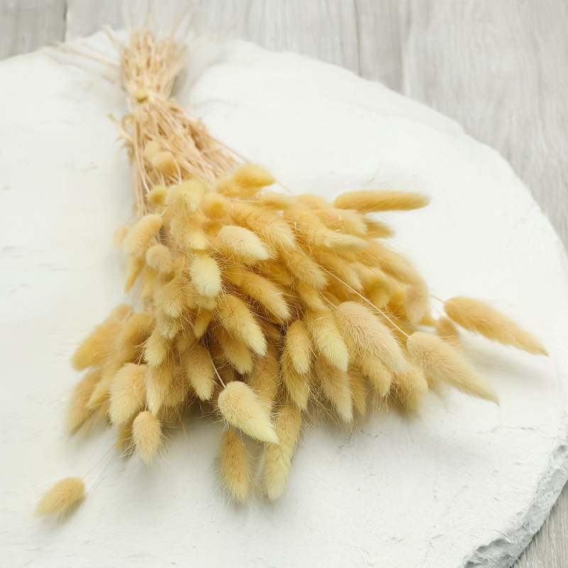 Lagurus Suszony dmuszek jajowaty Kremowy 7.png